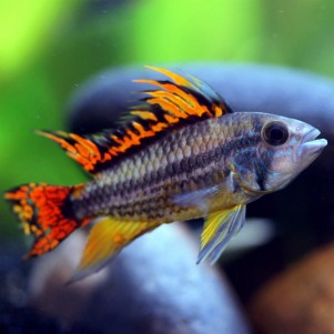 Apistogramma cacatuoides red