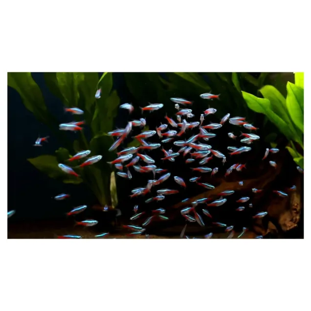 Neon Paracheirodon Innesi sm