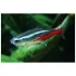 Neon Paracheirodon Innesi sm