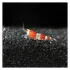 Caridina Red Crystal