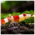 Caridina Red Crystal