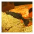 Ancistrus sp pesce pulitore Ancistrus sp pesce pulitore