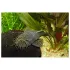 Ancistrus sp pesce pulitore Ancistrus sp pesce pulitore