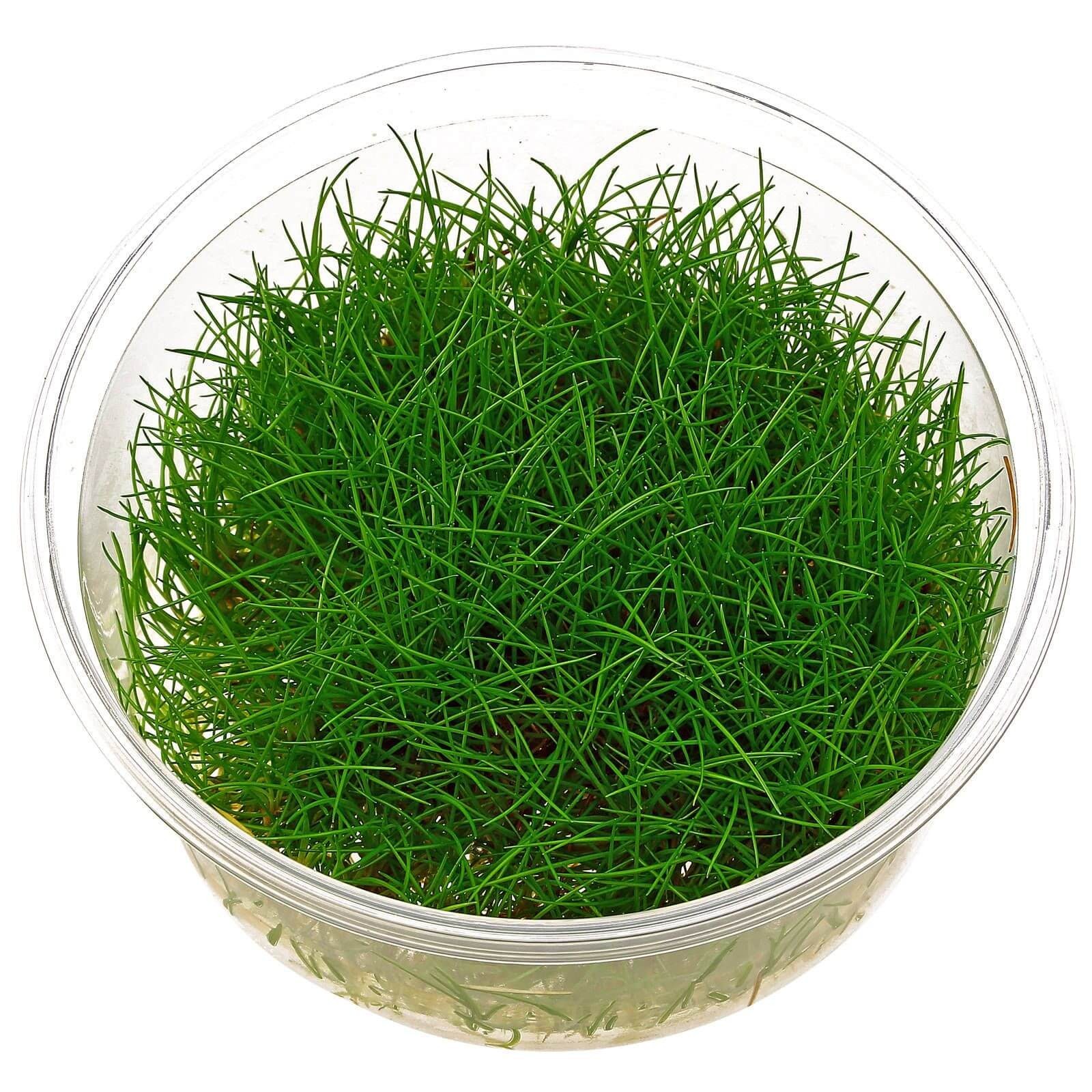Eleocharis sp minima in vitro