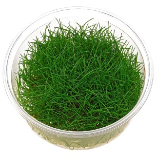 Eleocharis sp minima in vitro