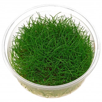 Eleocharis sp minima in vitro
