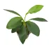 Anubias afzelii