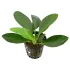 Anubias afzelii