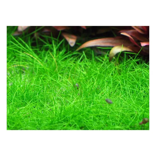 Eleocharis acicularis pianta acquario