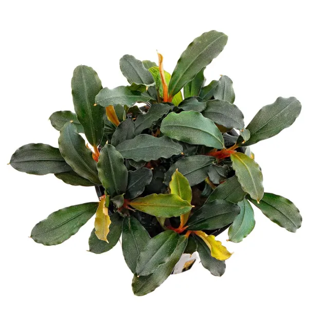 Bucephalandra Lamandau Mini Red