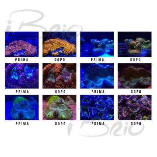 Lente per fotografare coralli Coral Color Lens