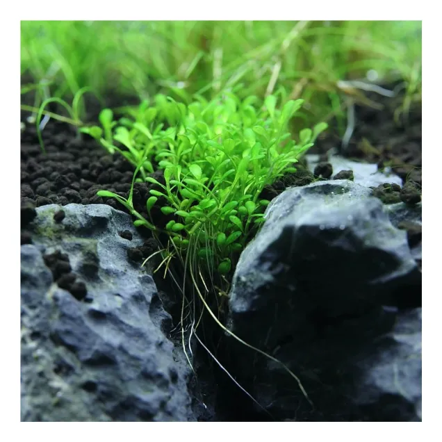 Elatine hydropiper in vitro