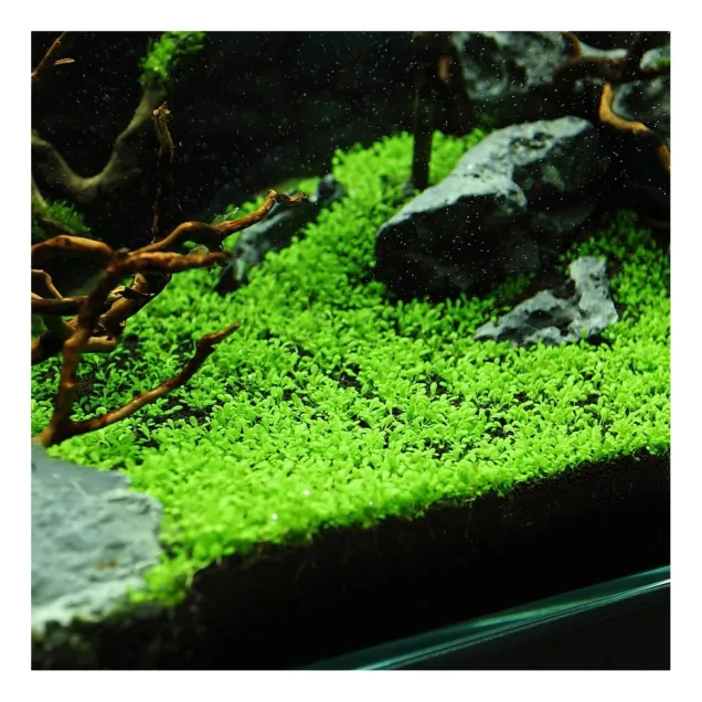 Elatine hydropiper in vitro