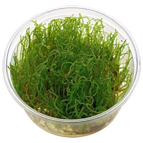 Vesicularia Creeping Moss in vitro