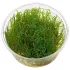 Vesicularia Creeping Moss in vitro