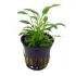 Cryptocoryne x willisii Nevellii