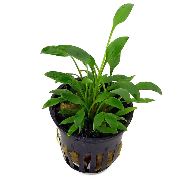 Cryptocoryne x willisii Nevellii