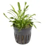 Cryptocoryne parva