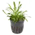 Cryptocoryne parva