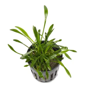 Cryptocoryne parva 2