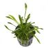 Cryptocoryne parva