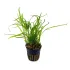 Microsorum pteropus trident
