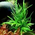 Microsorum pteropus trident