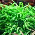 Microsorum pteropus trident