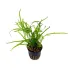 Microsorum pteropus trident
