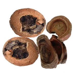 Roccia Uova Dinosauro