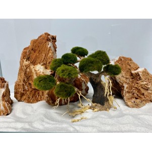 Bonsai per acquario allestito