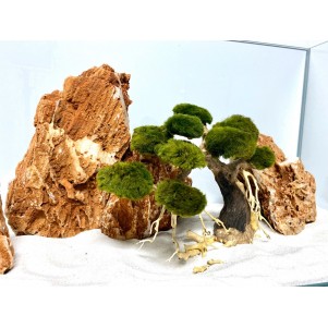 Bonsai per acquario allestito