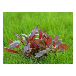 Alternanthera reineckii pink in vitro 2