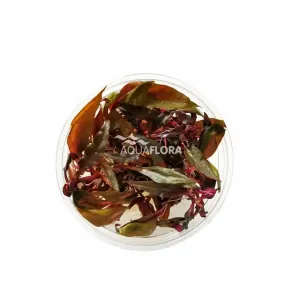 Alternanthera reineckii pink in vitro