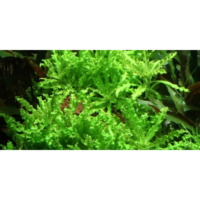 Pogostemon helferi in vitro