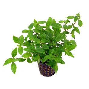 Staurogyne species 'Porto Velho'