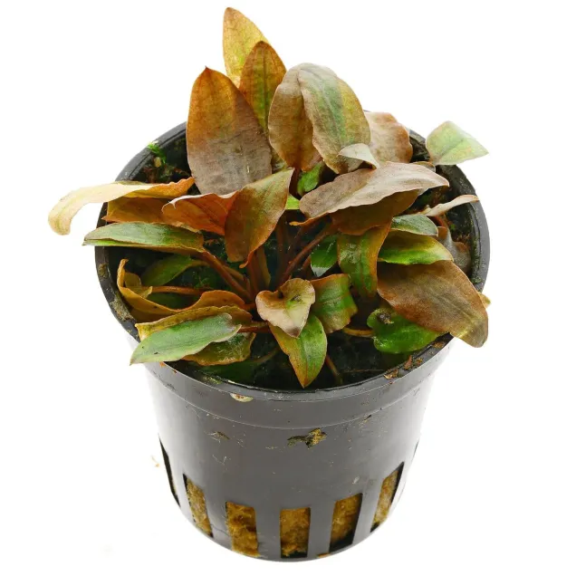 Cryptocoryne petchii 'Pink'