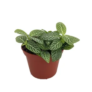 Fittonia 'Mini White'