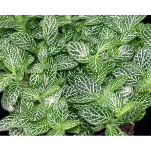 Fittonia 'Mini White' 2