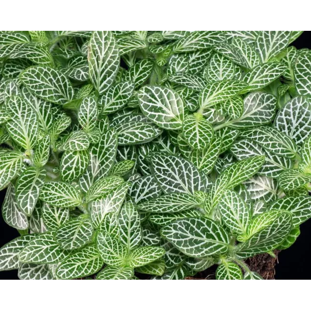 Fittonia 'Mini White'