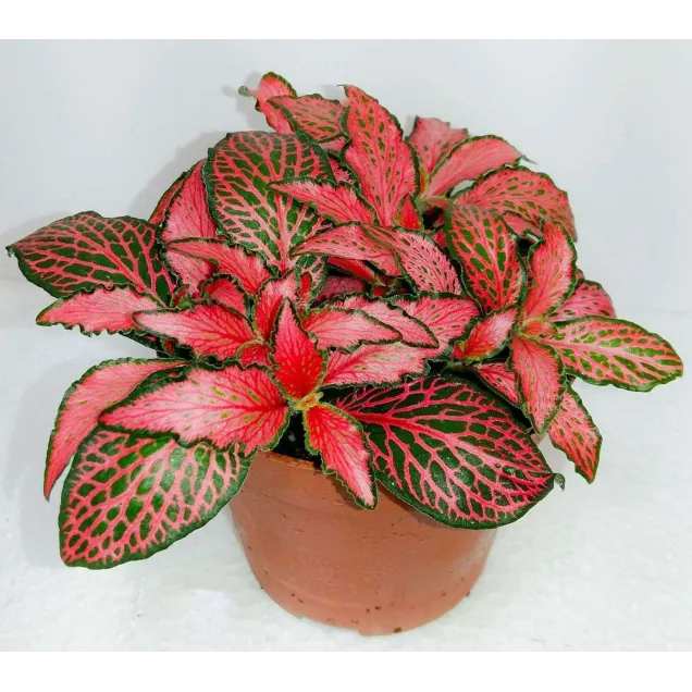 Fittonia 'Red'
