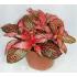 Fittonia 'Red'