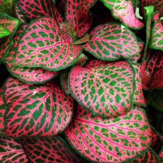 Fittonia 'Red'