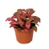 Fittonia 'Red'