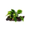 Tronco con anubias taglia S