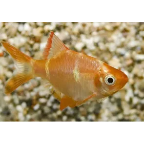 Barbus Tetrazona Albino