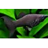 Black Molly