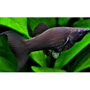 Black Molly