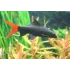 Labeo Epalzeorhynchos Bicolor