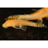 Ancistrus sp Gold Albino pesce pulitore